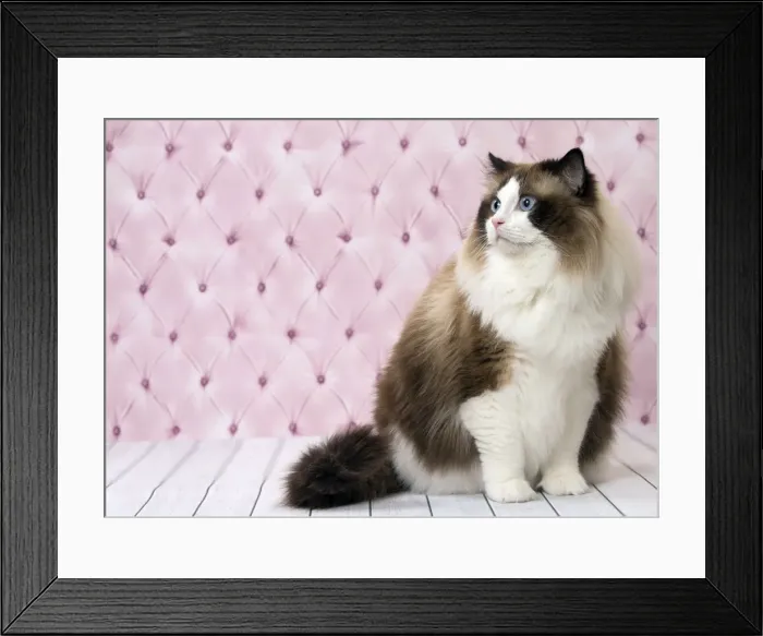 Framed Print : Picture No. 11092824 Framed Print : Picture No. 11092824