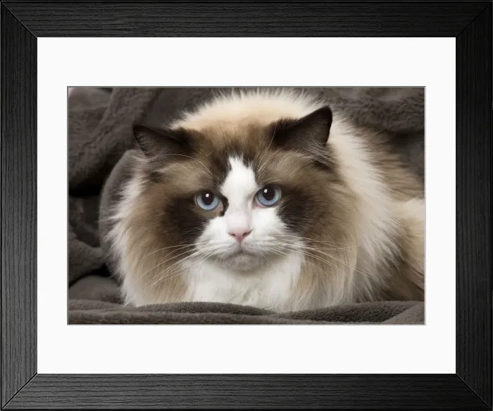 Framed Print : Picture No. 11092825 Framed Print : Picture No. 11092825