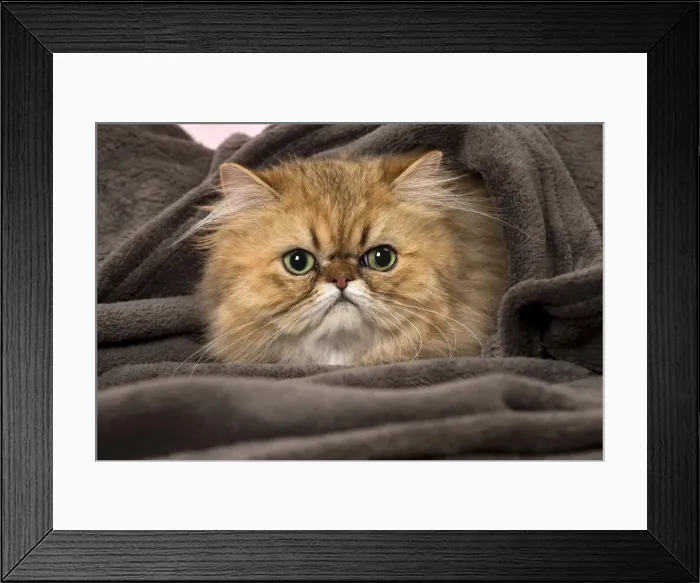 Framed Print : Picture No. 11092826 Framed Print : Picture No. 11092826