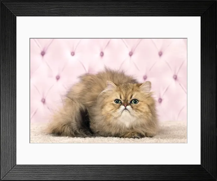 Framed Print : Picture No. 11092827 Framed Print : Picture No. 11092827