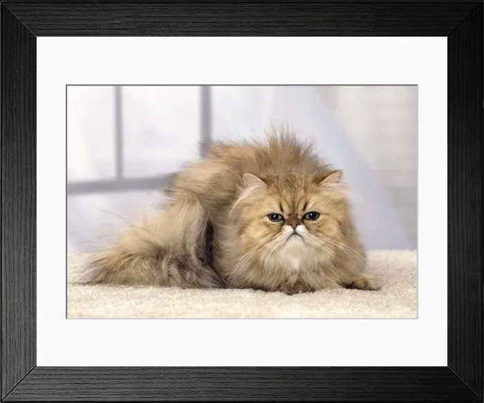Framed Print : Picture No. 11092828 Framed Print : Picture No. 11092828