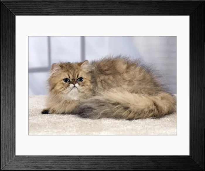Framed Print : Picture No. 11092829 Framed Print : Picture No. 11092829