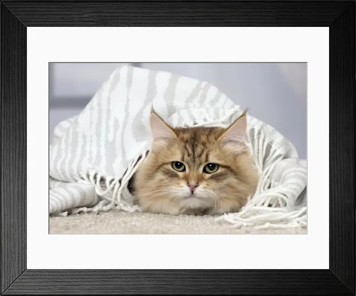 Framed Print : Picture No. 11092830 Framed Print : Picture No. 11092830