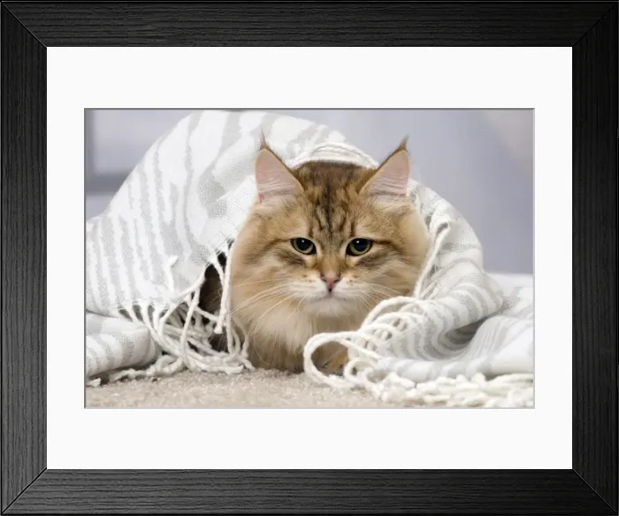 Framed Print : Picture No. 11092831 Framed Print : Picture No. 11092831