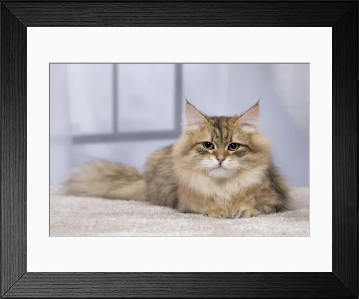 Framed Print : Picture No. 11092832 Framed Print : Picture No. 11092832
