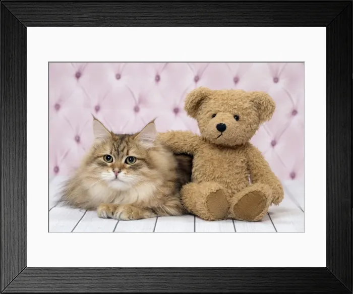 Framed Print : Picture No. 11092833 Framed Print : Picture No. 11092833