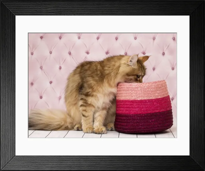 Framed Print : Picture No. 11092834 Framed Print : Picture No. 11092834