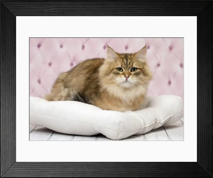 Framed Print : Picture No. 11092835 Framed Print : Picture No. 11092835