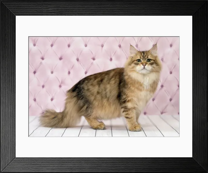 Framed Print : Picture No. 11092836 Framed Print : Picture No. 11092836