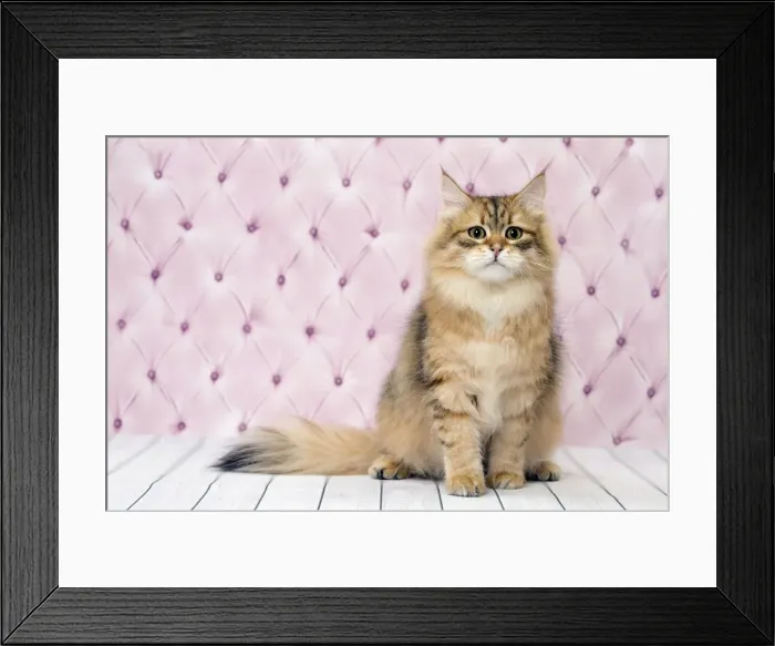 Framed Print : Picture No. 11092837 Framed Print : Picture No. 11092837