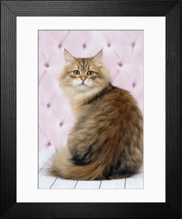 Framed Print : Picture No. 11092838 Framed Print : Picture No. 11092838