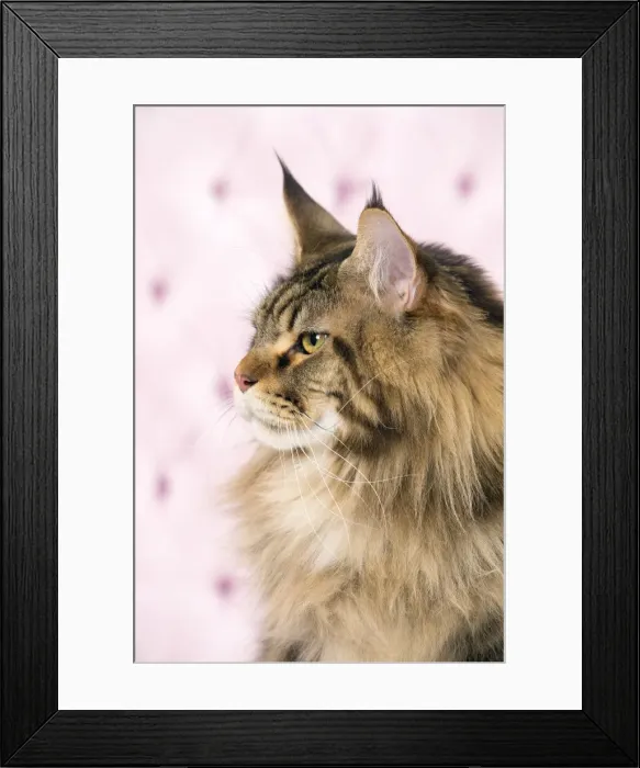 Framed Print : Picture No. 11092841 Framed Print : Picture No. 11092841