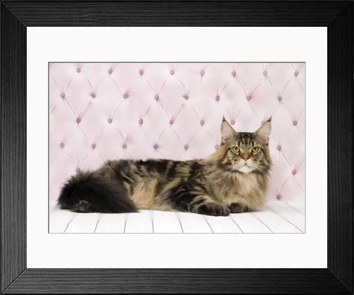 Framed Print : Picture No. 11092842