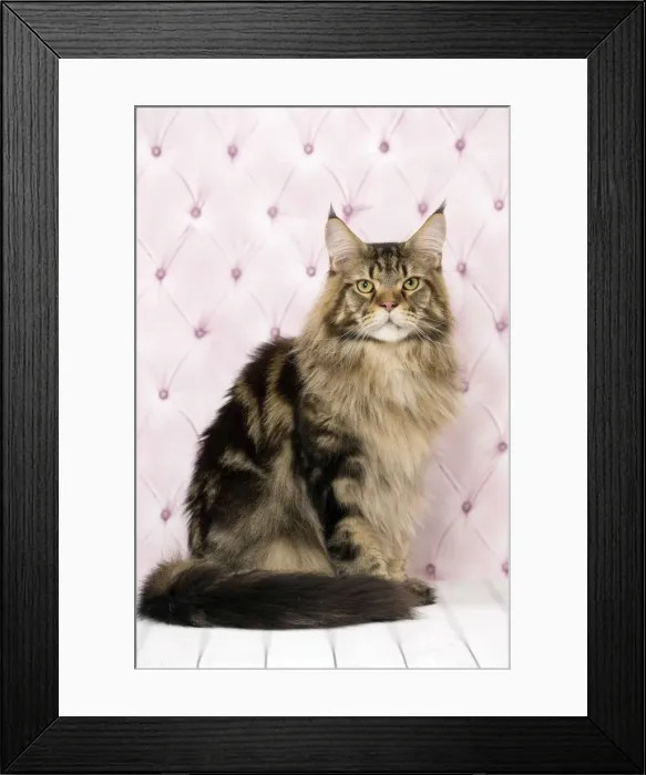 Framed Print : Picture No. 11092843 Framed Print : Picture No. 11092843