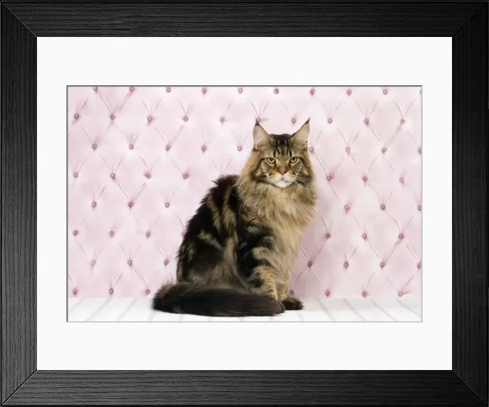 Framed Print : Picture No. 11092844 Framed Print : Picture No. 11092844