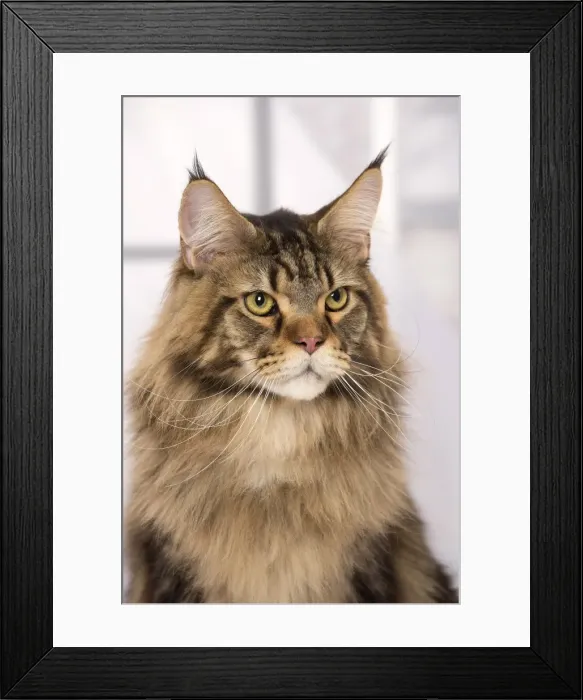 Framed Print : Picture No. 11092845 Framed Print : Picture No. 11092845