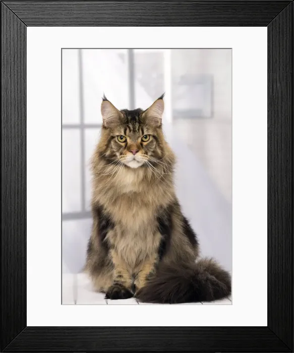 Framed Print : Picture No. 11092846 Framed Print : Picture No. 11092846