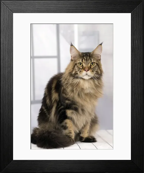 Framed Print : Picture No. 11092847 Framed Print : Picture No. 11092847