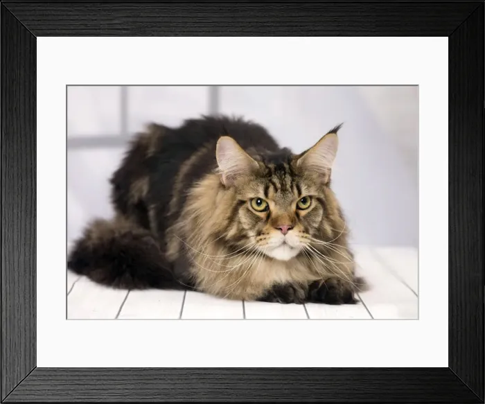 Framed Print : Picture No. 11092848 Framed Print : Picture No. 11092848