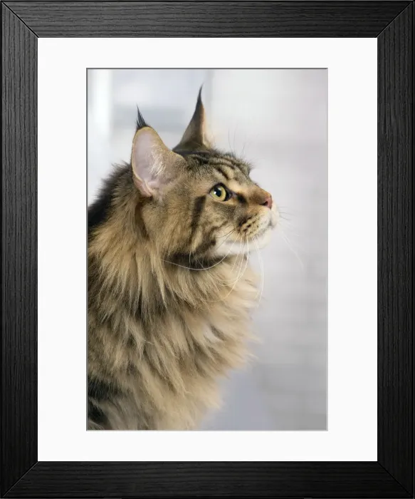 Framed Print : Picture No. 11092849 Framed Print : Picture No. 11092849