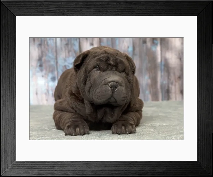 Framed Print : Picture No. 11092852 Framed Print : Picture No. 11092852
