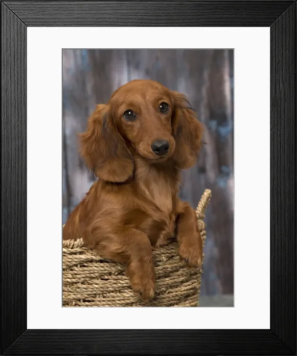 Framed Print : Picture No. 11092855 Framed Print : Picture No. 11092855