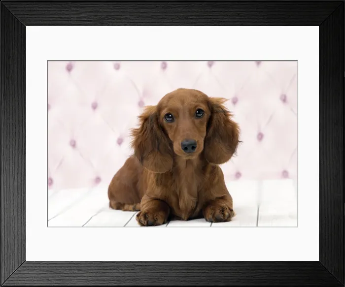 Framed Print : Picture No. 11092861 Framed Print : Picture No. 11092861