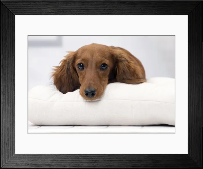 Framed Print : Picture No. 11092867 Framed Print : Picture No. 11092867