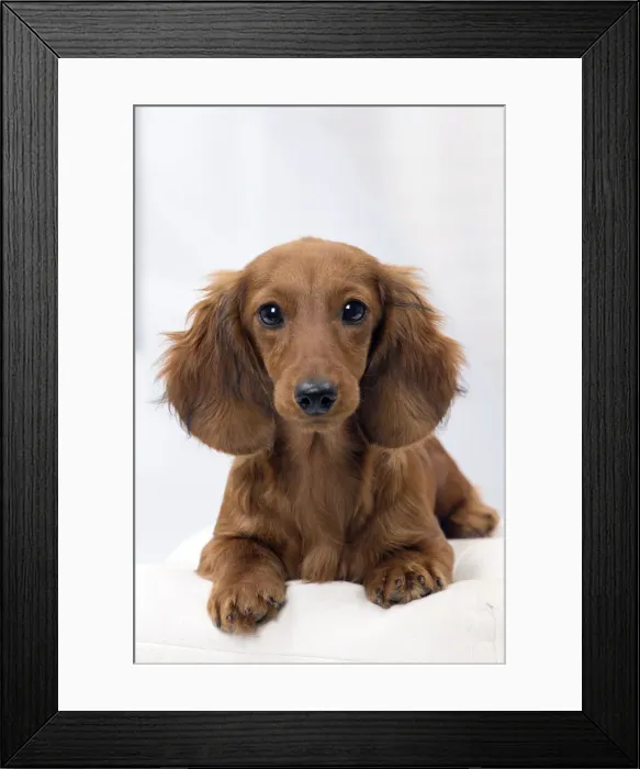 Framed Print : Picture No. 11092868 Framed Print : Picture No. 11092868