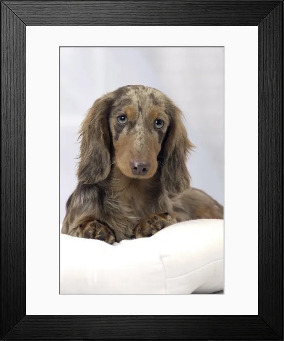 Framed Print : Picture No. 11092871 Framed Print : Picture No. 11092871