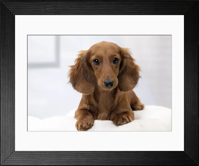 Framed Print : Picture No. 11092869 Framed Print : Picture No. 11092869