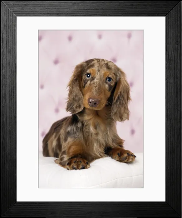 Framed Print : Picture No. 11092873 Framed Print : Picture No. 11092873
