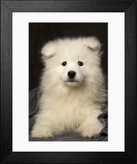 Framed Print : Picture No. 11092875 Framed Print : Picture No. 11092875
