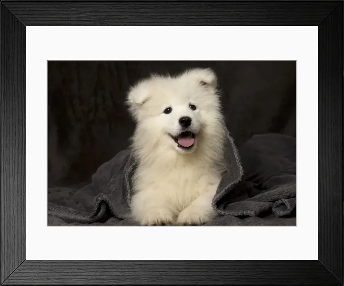 Framed Print : Picture No. 11092876 Framed Print : Picture No. 11092876