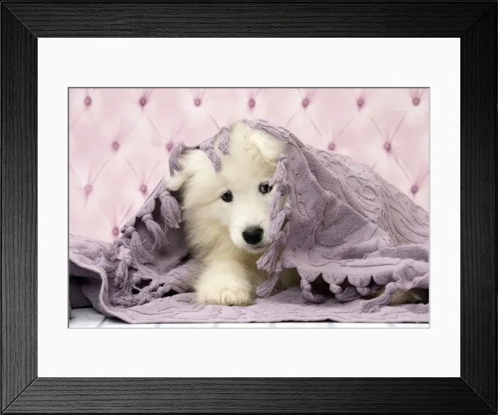 Framed Print : Picture No. 11092877 Framed Print : Picture No. 11092877