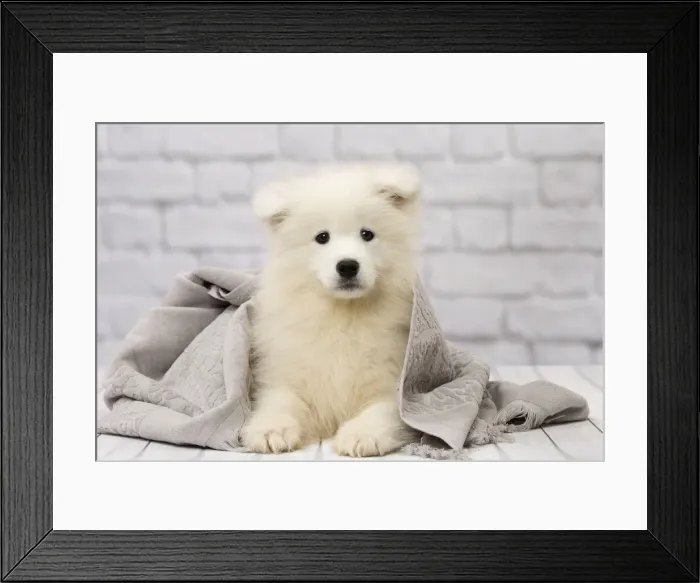 Framed Print : Picture No. 11092880 Framed Print : Picture No. 11092880
