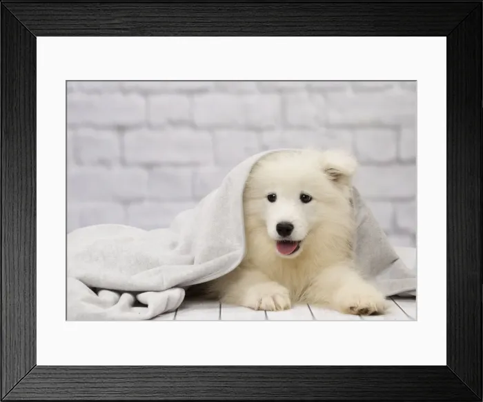 Framed Print : Picture No. 11092881 Framed Print : Picture No. 11092881
