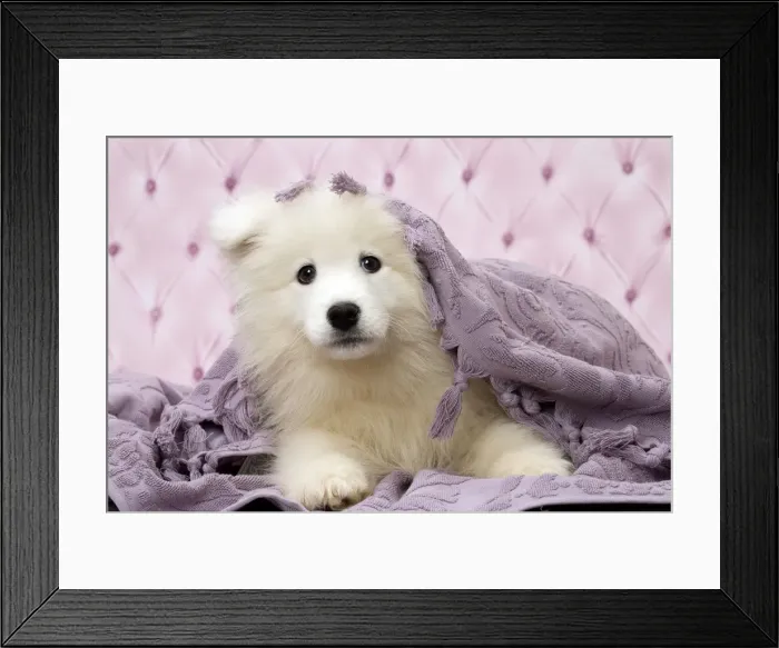 Framed Print : Picture No. 11092878 Framed Print : Picture No. 11092878