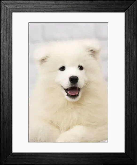 Framed Print : Picture No. 11092884 Framed Print : Picture No. 11092884