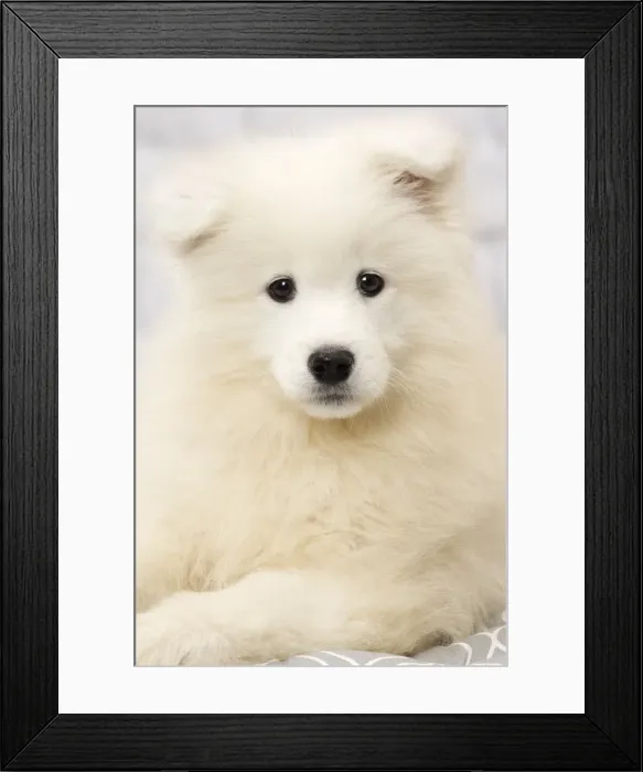 Framed Print : Picture No. 11092885 Framed Print : Picture No. 11092885