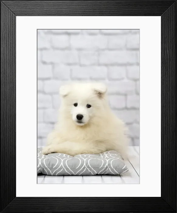 Framed Print : Picture No. 11092886 Framed Print : Picture No. 11092886