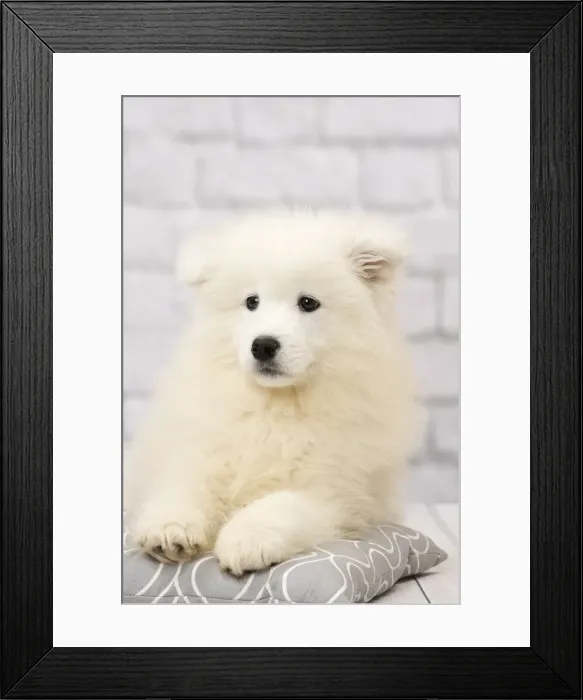 Framed Print : Picture No. 11092887 Framed Print : Picture No. 11092887