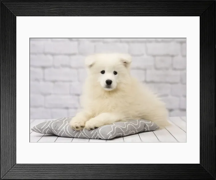 Framed Print : Picture No. 11092888 Framed Print : Picture No. 11092888