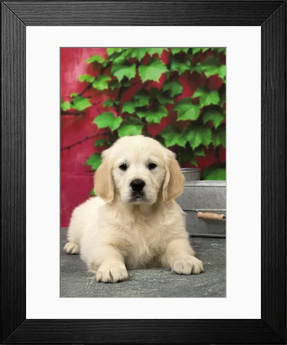 Framed Print : Picture No. 11092889 Framed Print : Picture No. 11092889