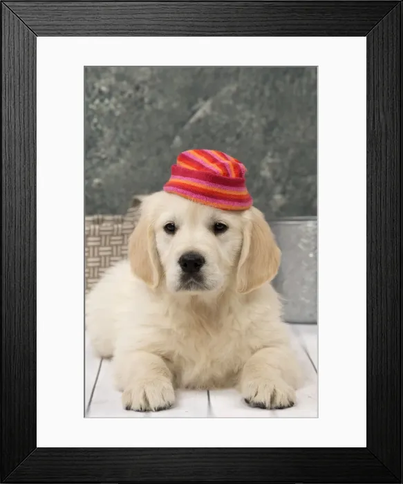 Framed Print : Picture No. 11092890 Framed Print : Picture No. 11092890