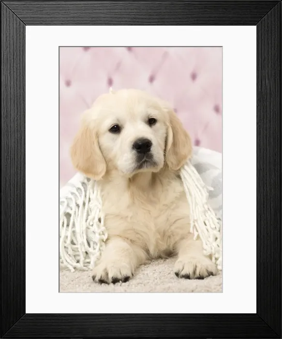 Framed Print : Picture No. 11092895 Framed Print : Picture No. 11092895