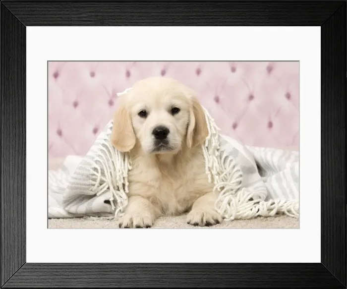 Framed Print : Picture No. 11092894 Framed Print : Picture No. 11092894
