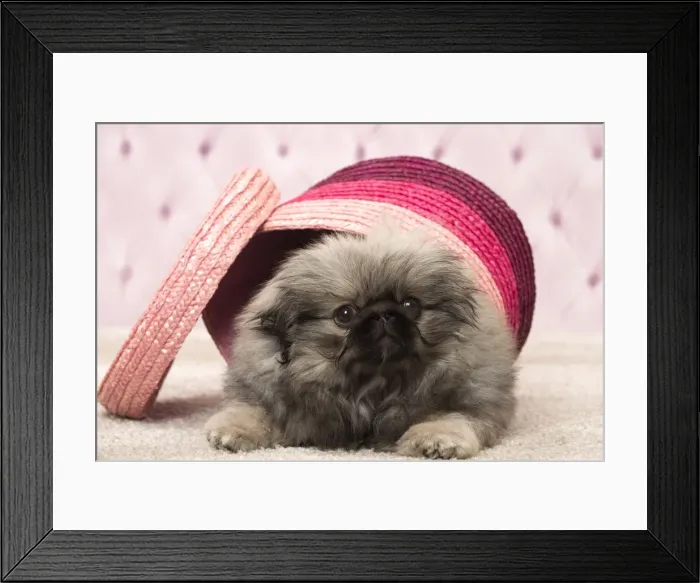 Framed Print : Picture No. 11092898 Framed Print : Picture No. 11092898