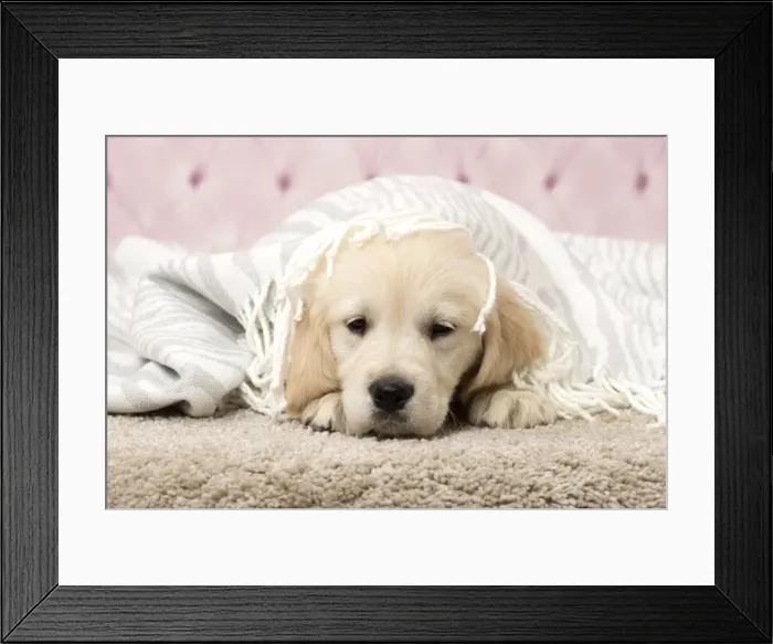 Framed Print : Picture No. 11092896 Framed Print : Picture No. 11092896