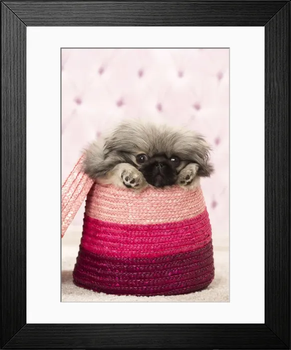 Framed Print : Picture No. 11092900 Framed Print : Picture No. 11092900